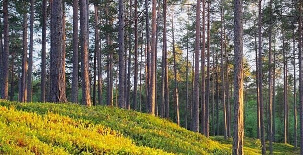 Suomen Metsä